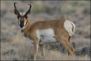 malheur-antelope3