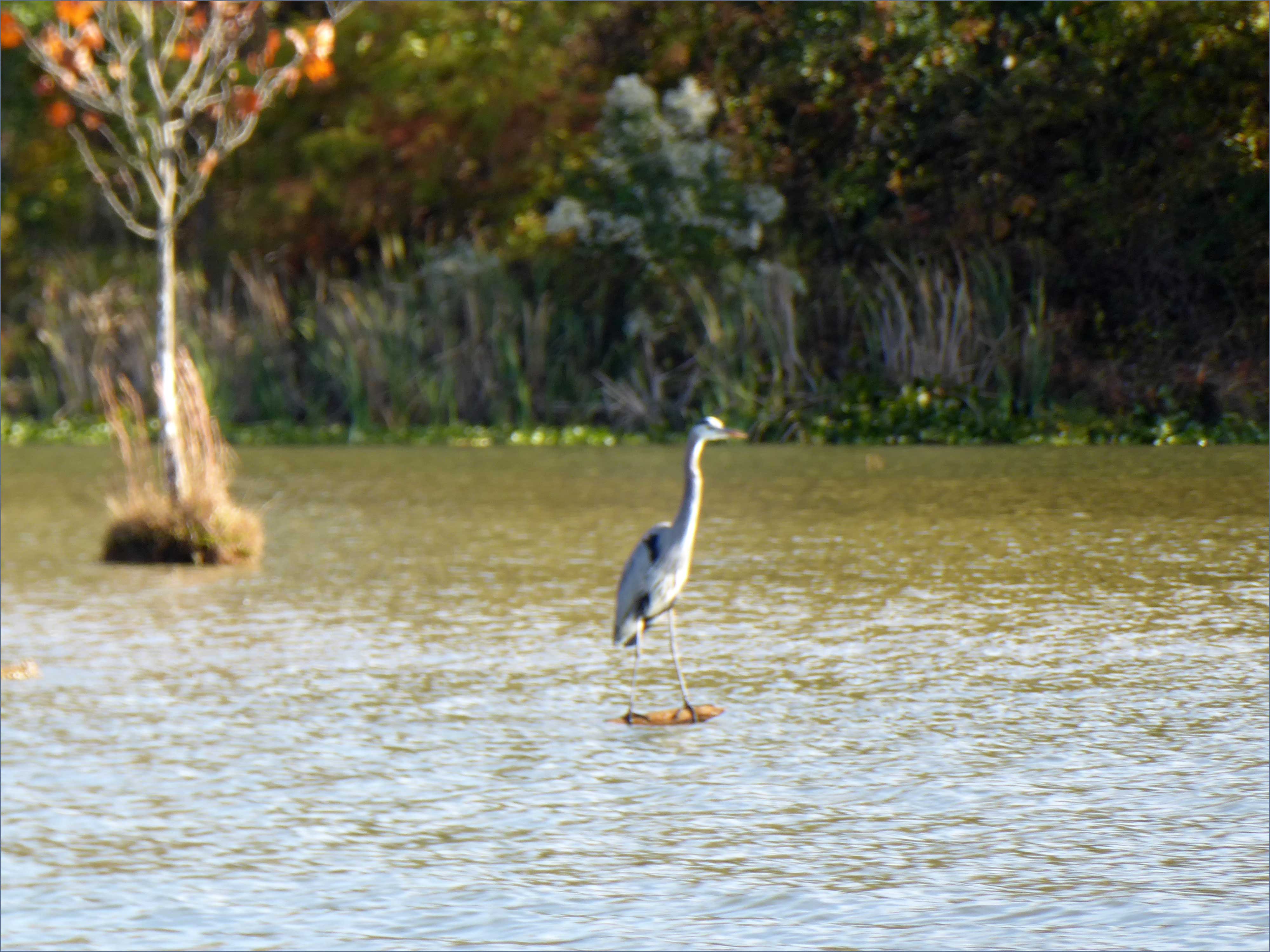 11heron