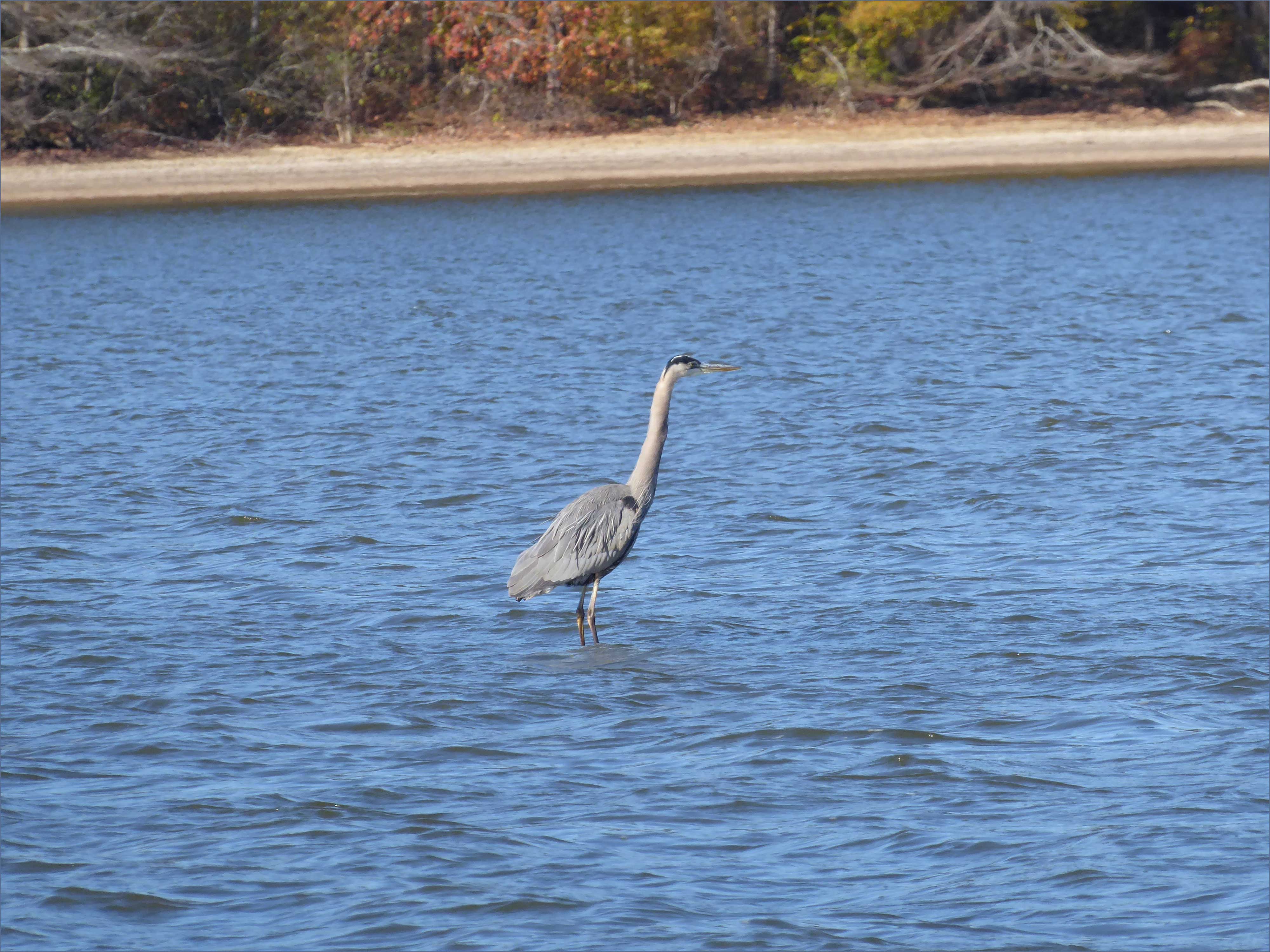 blueheron