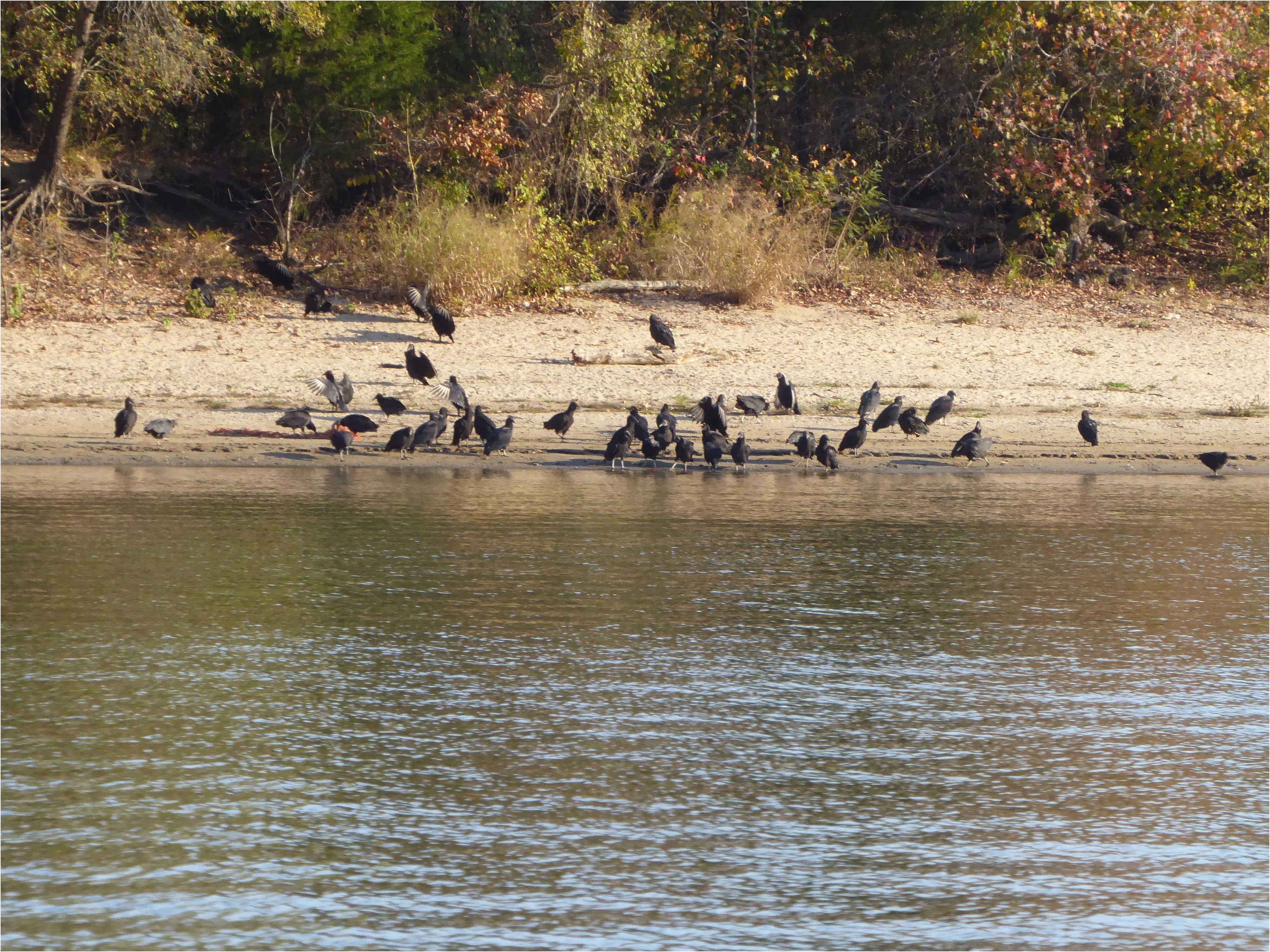 crowconvention