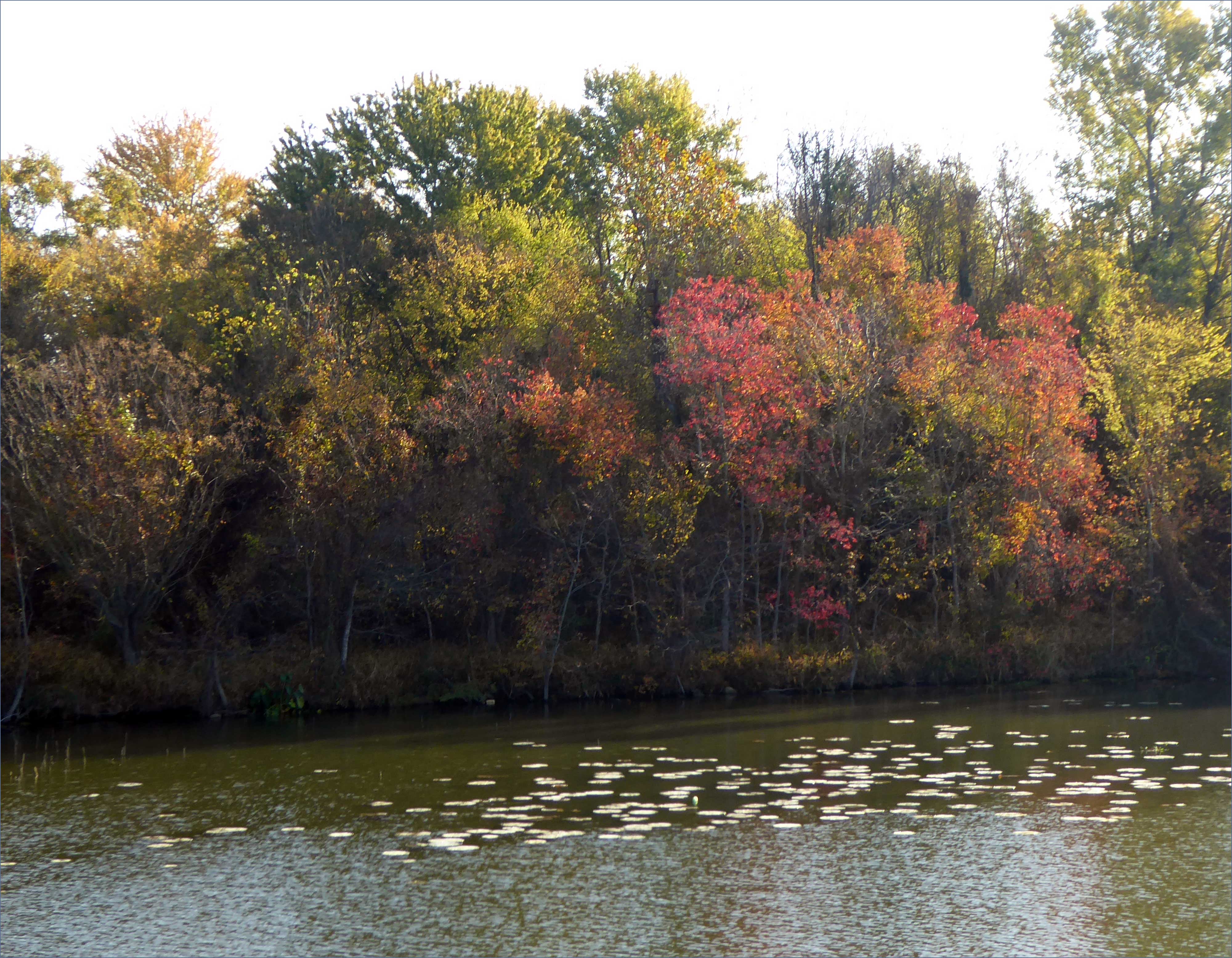 fall-leaves