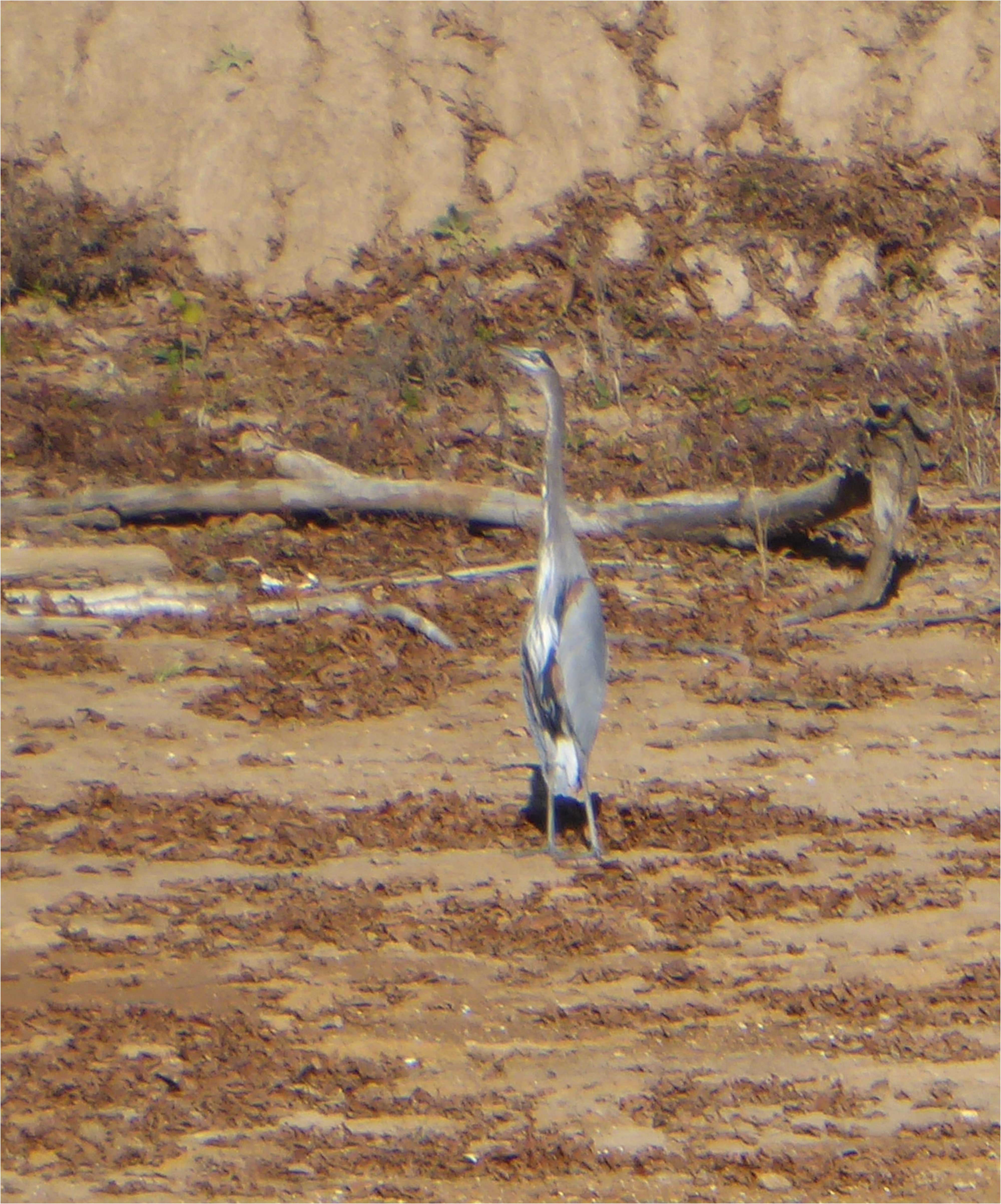 heron2