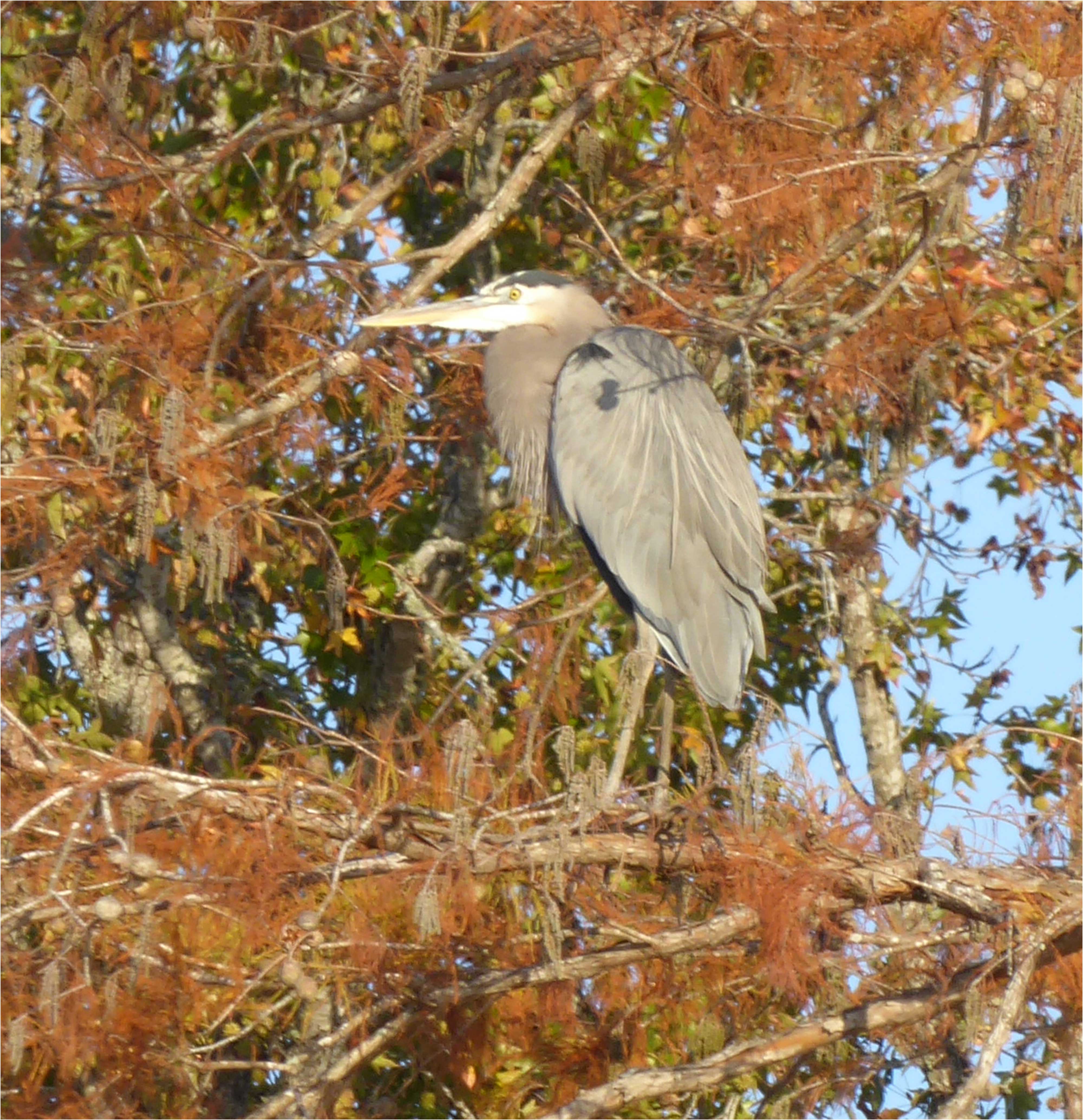 Blue Heron welcoming us to Clifton Marine