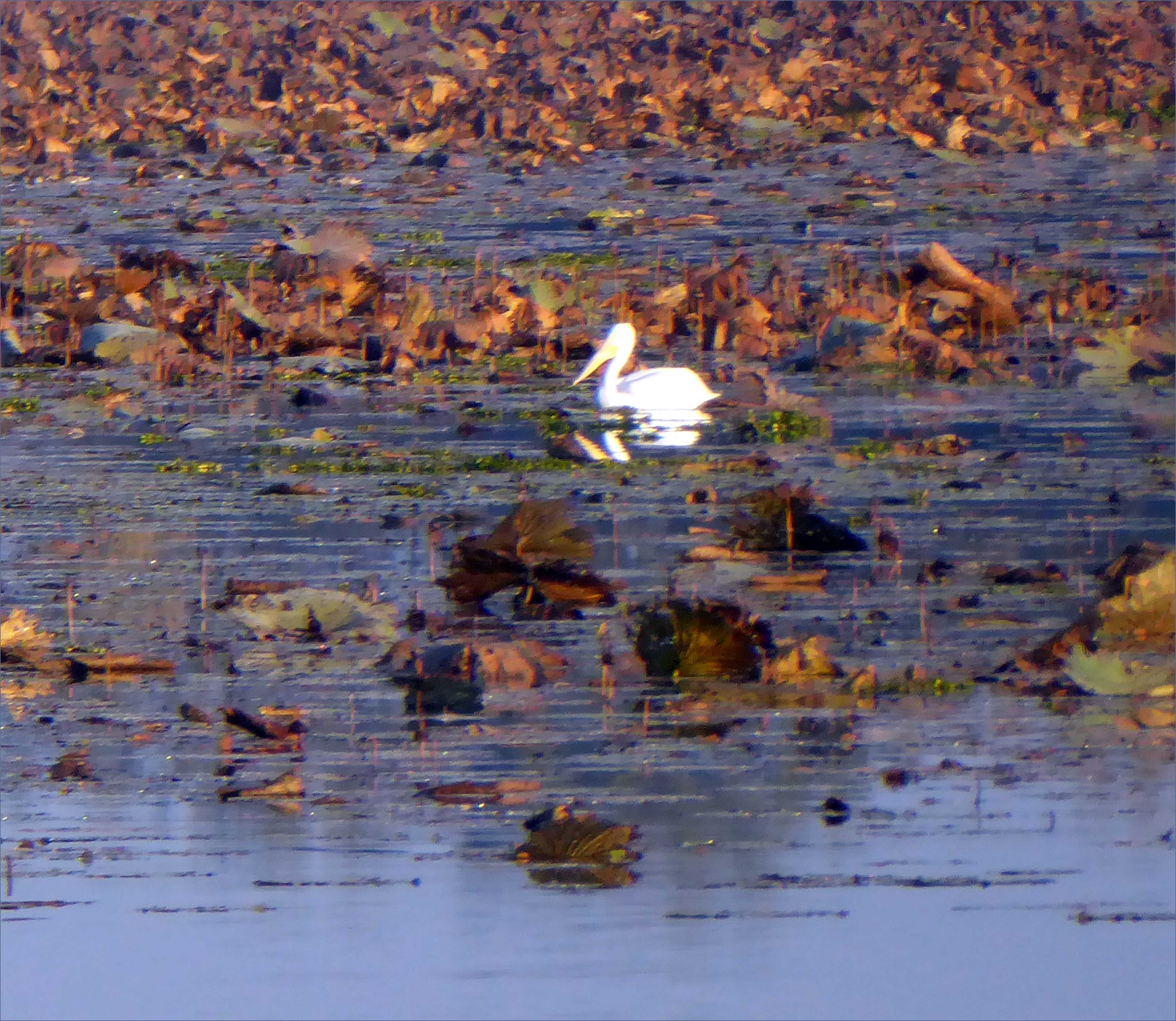 white-pelican