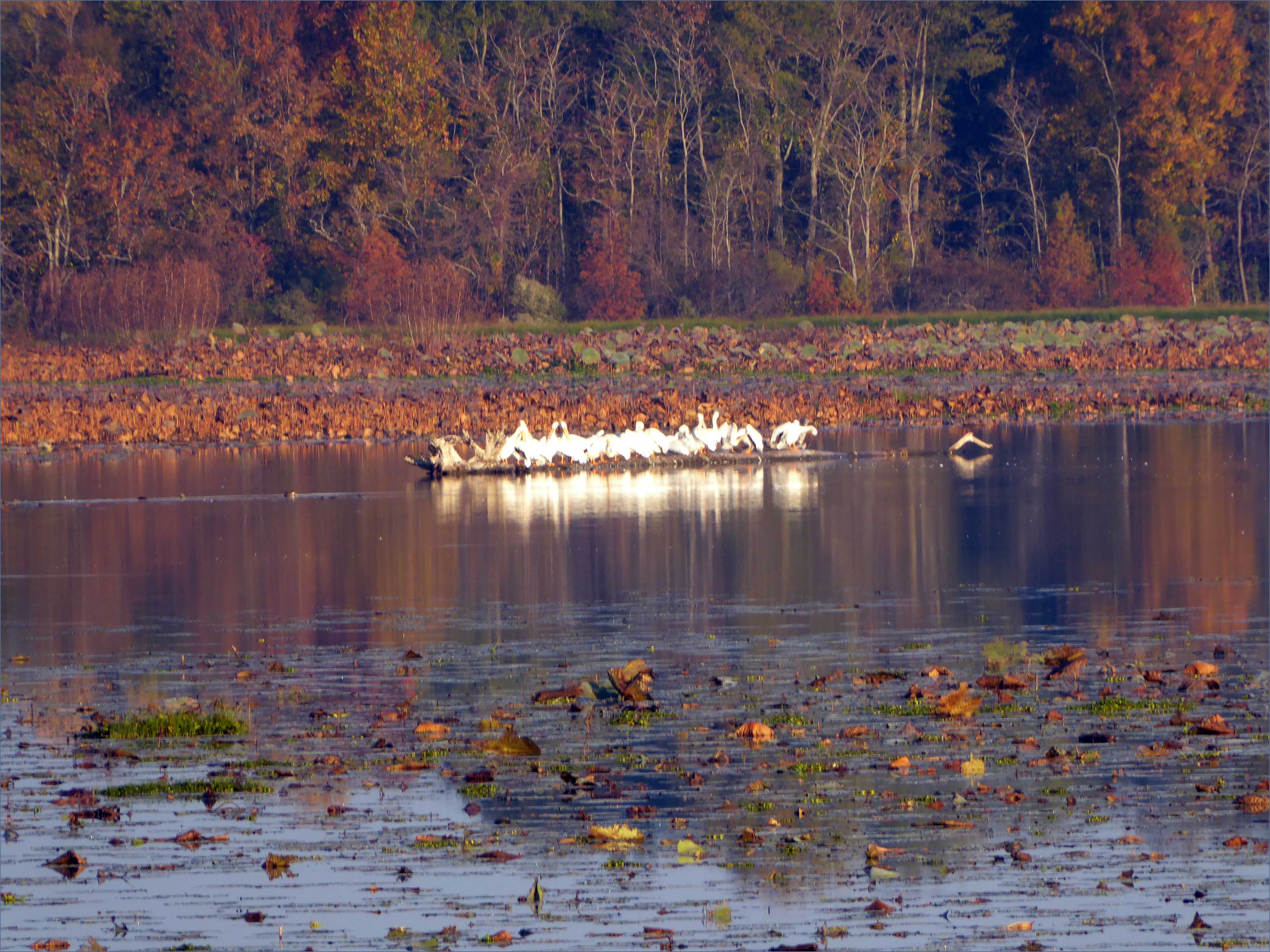 white-pelicans